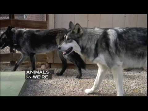 Wolves