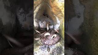“Watch the Deadly Behavior of a Cobra Snake”