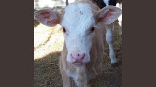 The Mooncalf (Bad Seed)