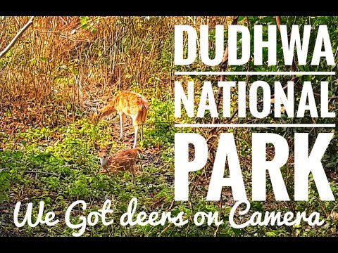 DUDHWA NATIONAL PARK|VLOG🔥EXPLORE THE WILD|WE GOT DEERS ON CAMERA|Check Description for full info.