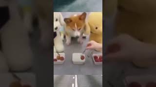 Funny moments 😂🤣😂/ #funny / #animalworldtamil / #memes / #tamilworld / #comedy
