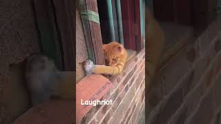 Cat and Mouse Friendship #goodvibes #funny #laughriot #catlover
