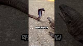 세상에서 가장 무서운 포식자의 약점은... 햇빛이었습니다