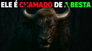 The GAUR: The Beast Even TIGERS FEAR