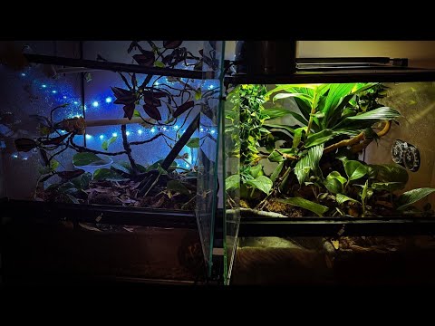 How to set up a Bio Active enclosure for reptiles !!!