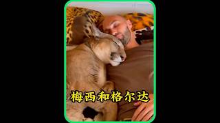 俄罗斯夫妇养了一只可爱的美洲狮和猎豹，他们之间的故事让人感到十分温暖 #animals #pets