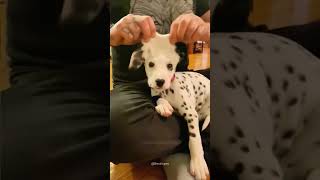 Dogs being idiots part 135 #funny #lovegoldens #funnypets #pets #cutegolden #petvideos #funnyanimals