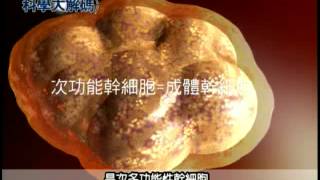 23. 何謂幹細胞？