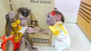 Pupu and Poki monkeys share a happy moment together