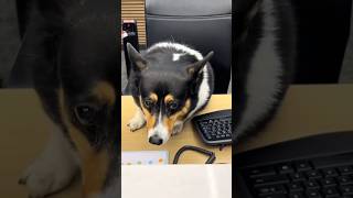 First day at his work // dog compilation part-13