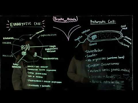 Comparison of the Eukaryotic and Prokaryotic Cell (BIOS 041)