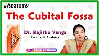 The Cubital Fossa Anatomy:  Borders and Contents ( Upperlimb anatomy )