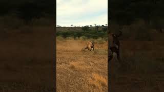 Giant Buffalo Fails to Withstand Attack from Two Male Lions  #animals #predatorvsprey #wildlife