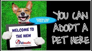 Petmate App - Petmate App For Dogs - Best Pet Adoption App - Petmate App Review - How To Find A Dog