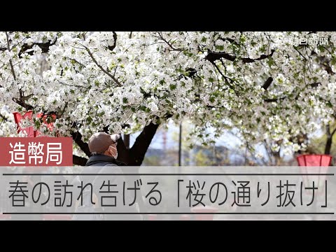 春の風物詩「桜の通り抜け」、造幣局で5日から　前日に「特別観桜会」が開催