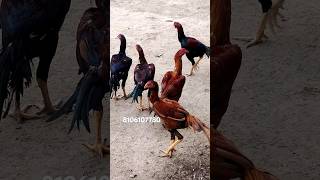 Top quality orugulu available #kodipunju #animalhusbandry #chicken #chickenbreeds #topquality