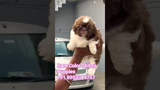 Rare Color Shitzu Puppies #pup #dog #reels #nearme #love #cute #bestreels   +91 8953344757