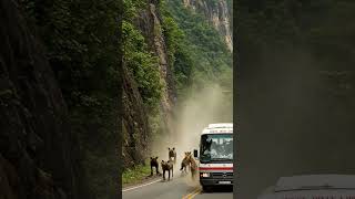#WildAnimalsnatury#WildAnimals #Wildlife #NatureLovers#MountainSplit  #EpicNature