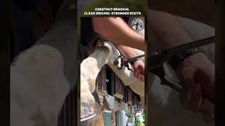 Chestnut Removal Clear Ground, Stronger Roots #chestnut #horsecare #asmr #satisfying #equestrian