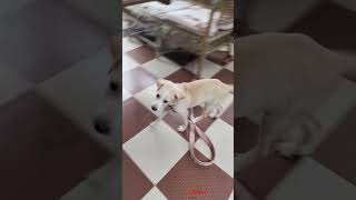 Pet dog moments