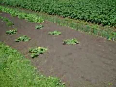 Spud Farming