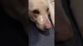 You will NOT BELIEVE which is the best one | #shorts #puppies #labradorretriever