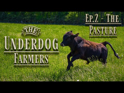 Planting a Cow Pasture