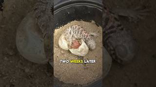 Lizard Hatches After Egg Disaster!