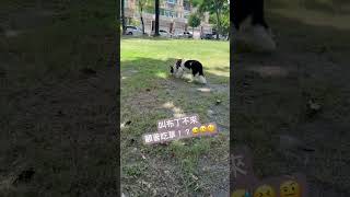召回練習不容易😅（邊境牧羊犬布丁 #dog #bordercollie