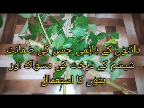 Healthy tooth forever through Shesham(tahli) tree.