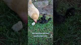 #bantam chick to regular #chick size comparison #chicks #chicken #egg