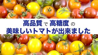 02 シスリコピンが豊富_ネクスファーム