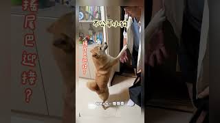 柴犬的差別待遇 ! ?【饅頭成長日記】 #寵物 #柴犬 #柴犬 #pets