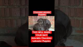 Watching Puppies WILL make your DAY! #dog #heartmelts #cuteanimals