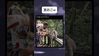 お猿さんのパイも触ってはいけません！#shorts #おすすめ #おもしろ #twitter