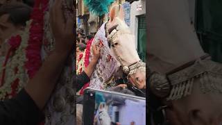 Amroha Juloos-e-Aza 2025 | Janum ya Hussain | Mohalla Satti #amroha #amrohaazadari #3muharram