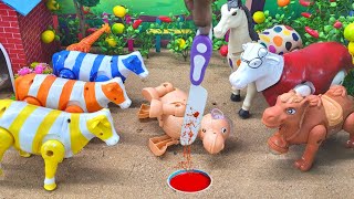 WADIDAU‼️PROSES POTONG SAPI KURBAN | Colorful Cows video