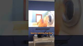 Mini-poodle watching Dug Days #Disney #dog #minipoodle #dugdays #up