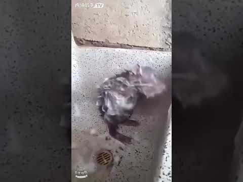 老鼠洗澡