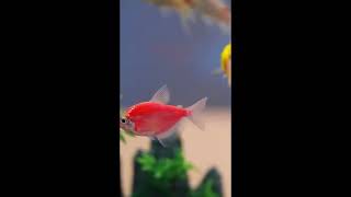 Imitation Glass! #temu #temufinds #shoptemu #shortvideo #shorts #viralshort #viralvideo