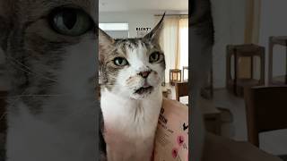 You guuuuyyysss. He EOwed. 😭 #catmom #catmomlife #cat #talkingcat #meow #sickcat #catlife