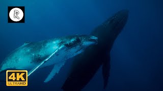 10 Hours Underwater 4K Whales footage +Music | "Giants of the Sea" Ambient Nature Film - Sleep & Spa