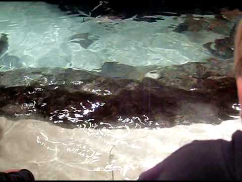 Feeding time at the Georgia Aquarium