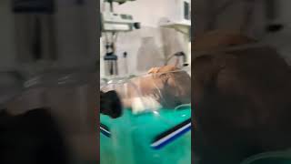 stable baby 💕💯#care #viral  #youtubeshorts #nicu #cute #love #shorts  #song