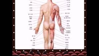 人體肌肉