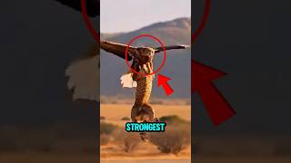 TOP 5 STRONGEST ANIMALS ON EARTH 💪🌍 #StrongestAnimals #AnimalStrength #WildBeasts