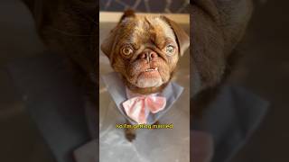 The Surprising Love Story of a Clueless Dog 🐶❤️ #dogcomedy #funnyanimals