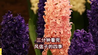 四季｜风信子：花色多，1球多花，盆栽地栽皆可Four Seasons | Hyacinth: Many flower colors, multiple blooms from one bulb