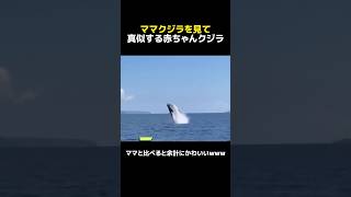 ママクジラを見て真似する赤ちゃんクジラ