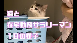 【ルーティン】猫と暮らす在宅勤務サラリーマンの1日【サイベリアン】